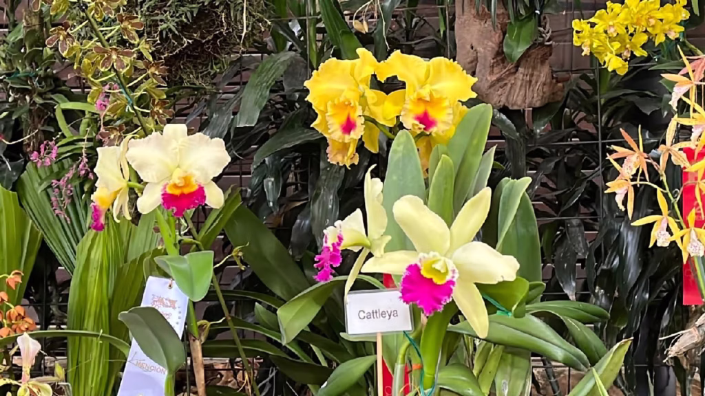 Feria de las Flores Medellín 2026: La guía para vivir nuestra mayor tradición con absoluta tranquilidad y calidad